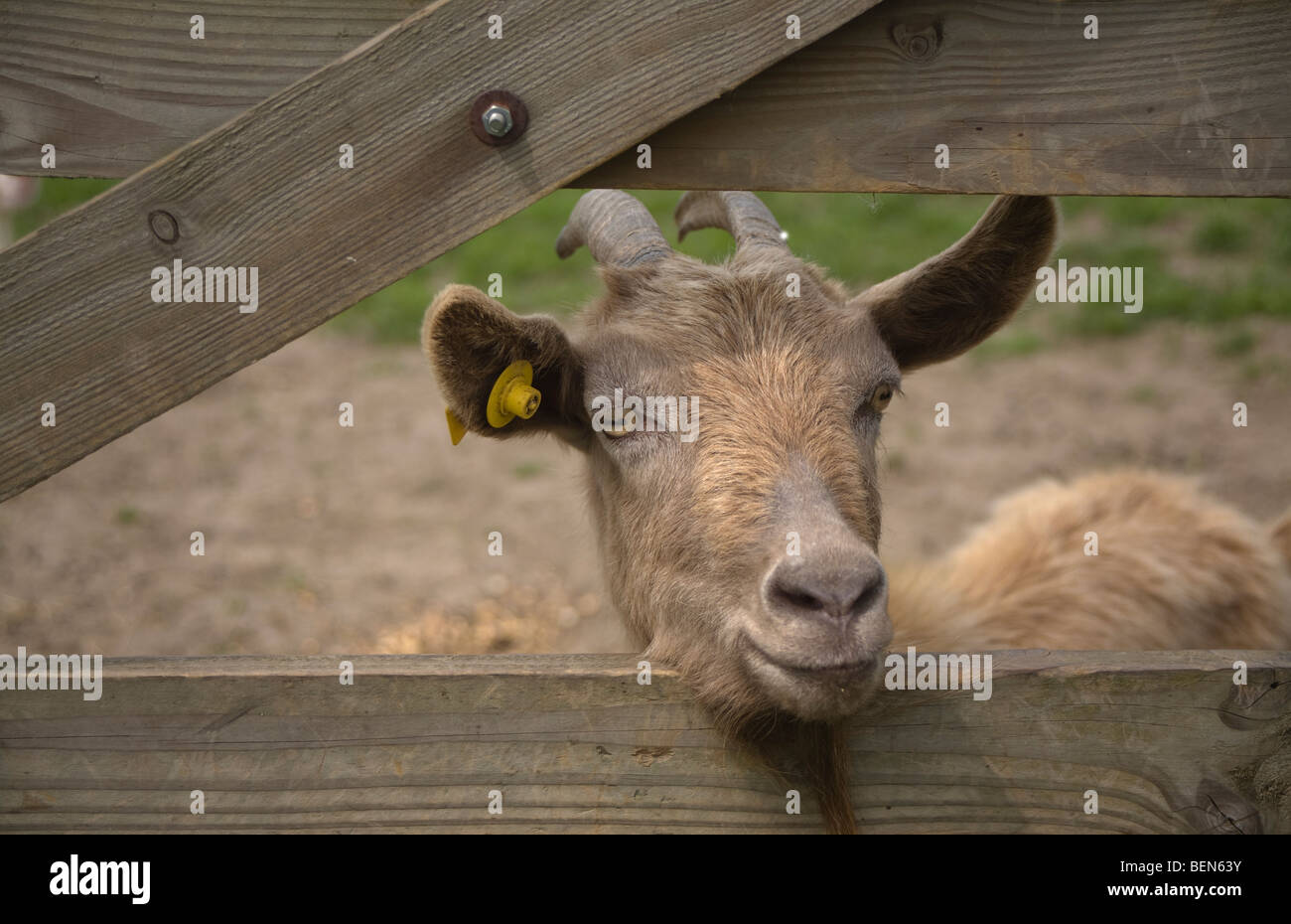 Peeking Goat Hi Res Stock Photography And Images Alamy