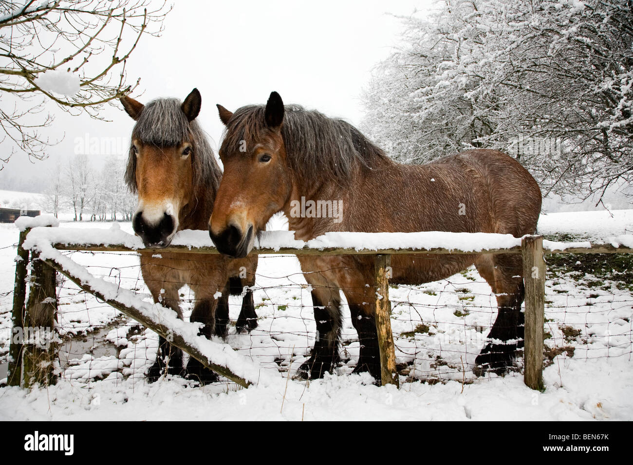 Belgian horses / Belgian Heavy Horses / Brabant (Equus caballus) in the snow in winter landscape, Belgium Stock Photo
