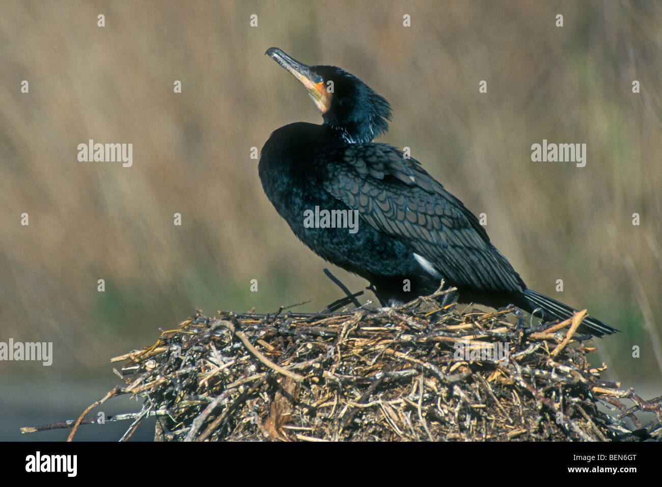 Common cormorant hi-res stock photography and images - Alamy
