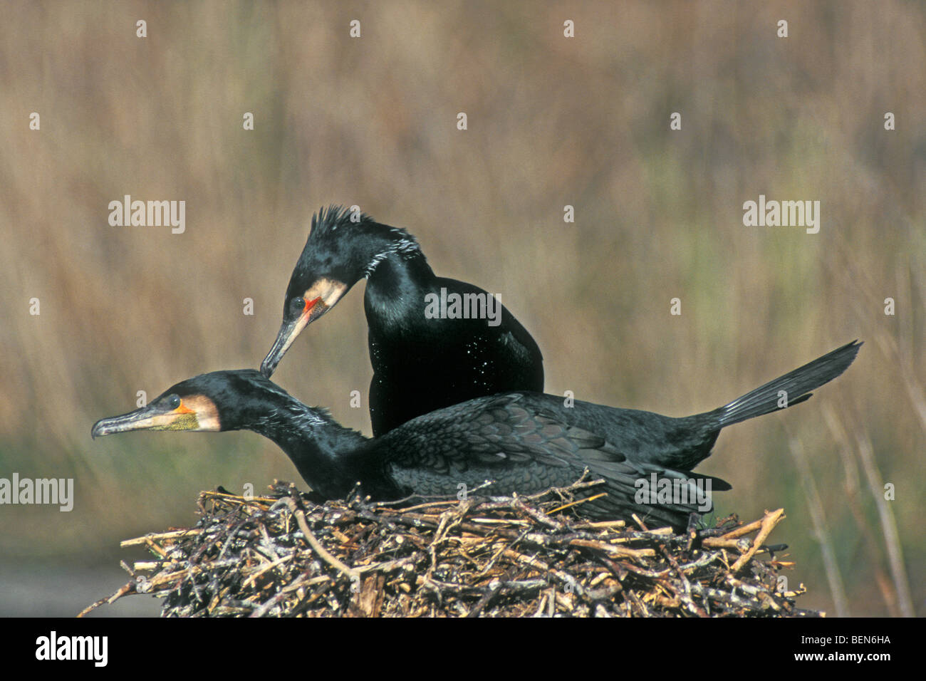Common cormorant hi-res stock photography and images - Alamy