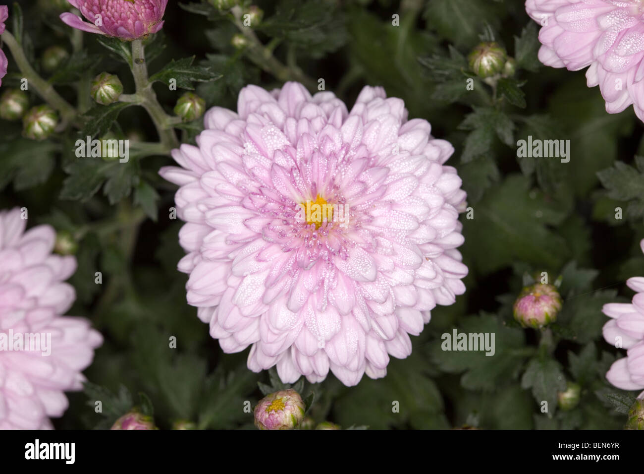 Chrysanthemum-Alaska (Arctanthemum articum) Stock Photo
