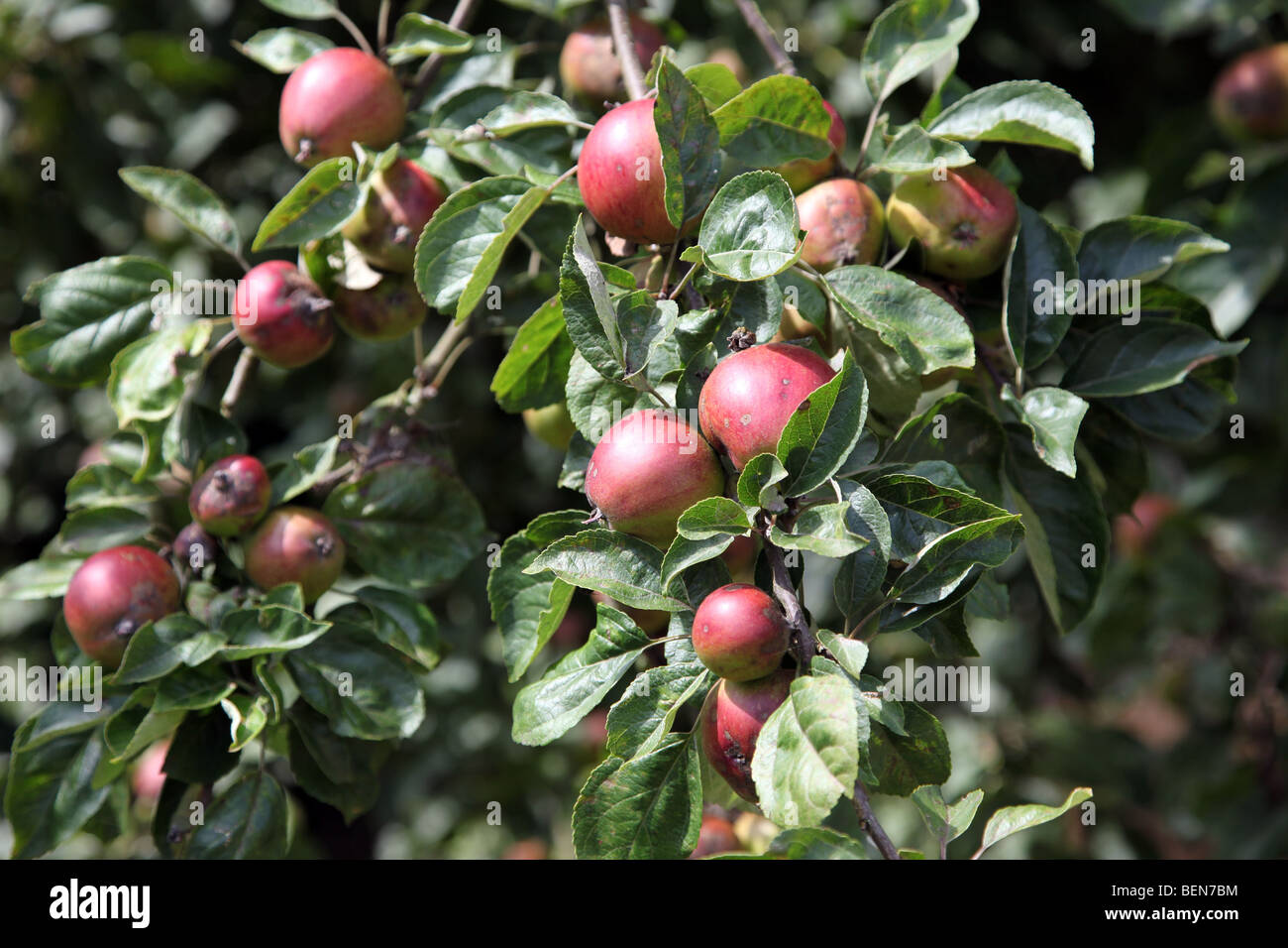 English apple orchard sunny hi-res stock photography and images - Alamy