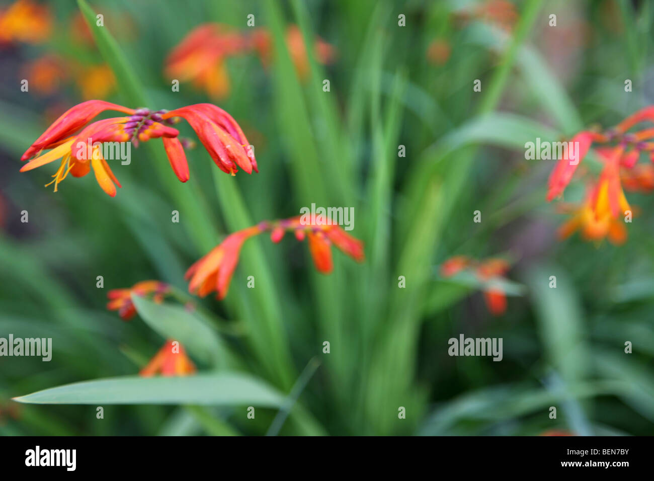 Orange Wildflowers High Resolution Stock Photography and Images - Alamy