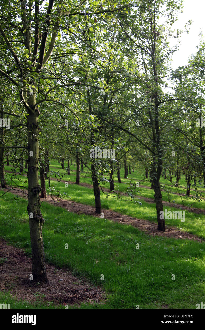Trees in Orchard Stock Photo Alamy