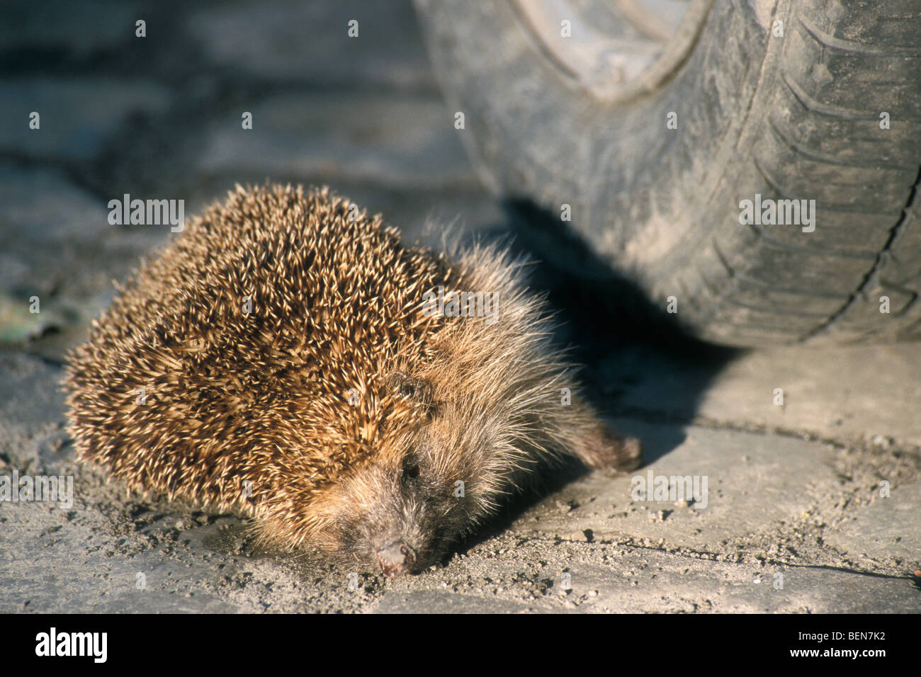 Dead common European hedgehog (Erinaceus europaeus) roadkill lying in