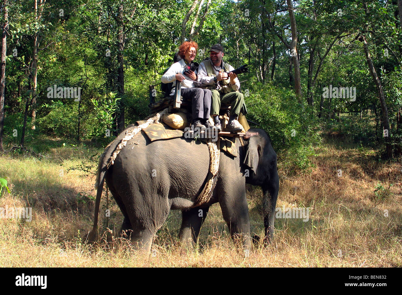 Tourists riding Indian elephant (Elephas maximus) during tiger safari, India Stock Photo