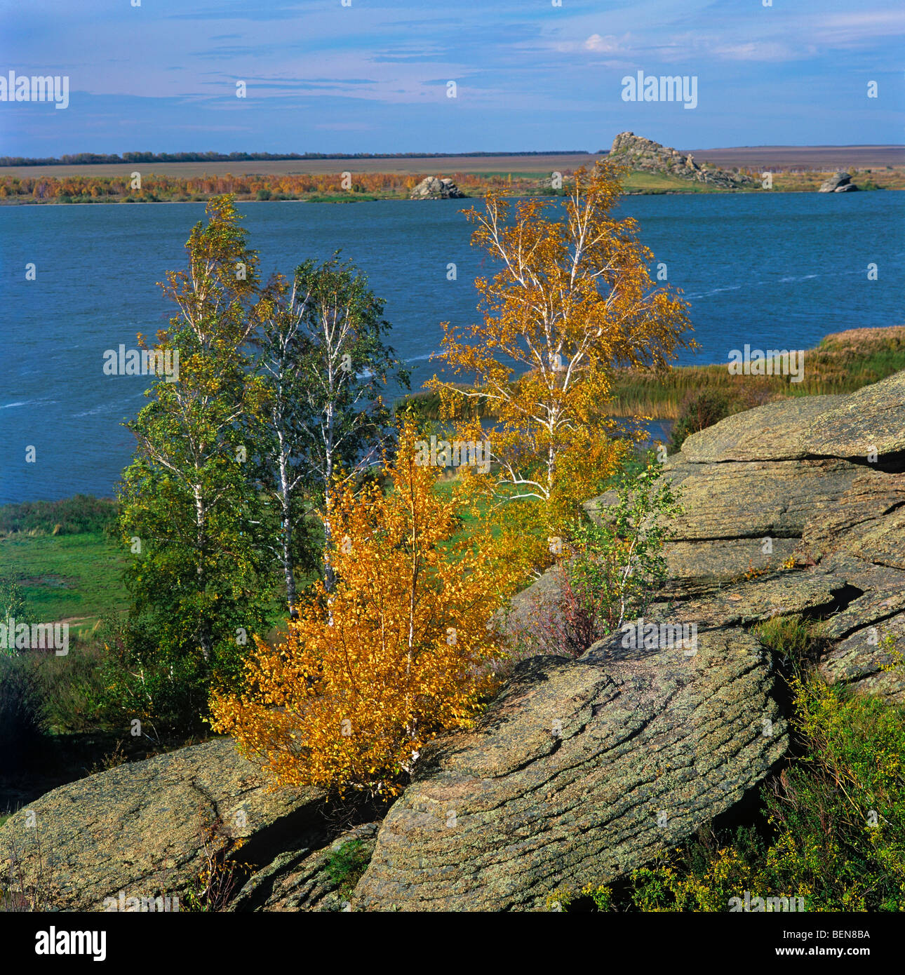 Autumn birch. Lake Kolyvan. Russia Stock Photo