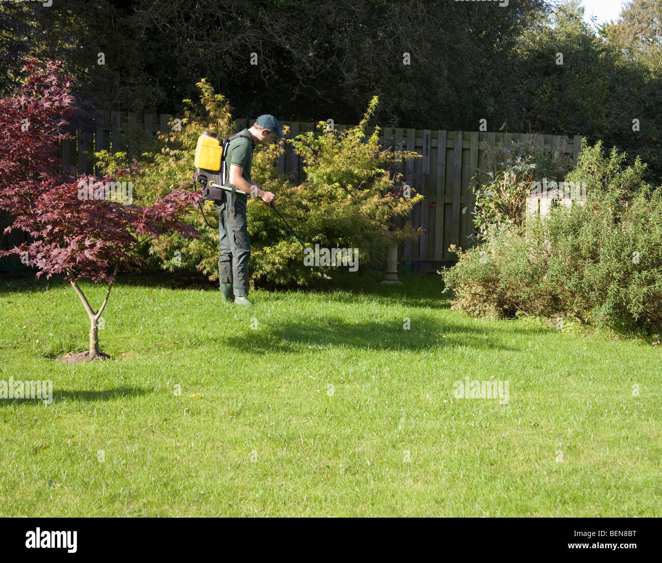 UK Young man applying weed and moss killer to a garden lawn Stock Photo