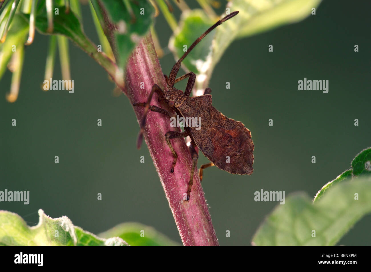 Gyromastes rhombea op stem, Belgium Stock Photo
