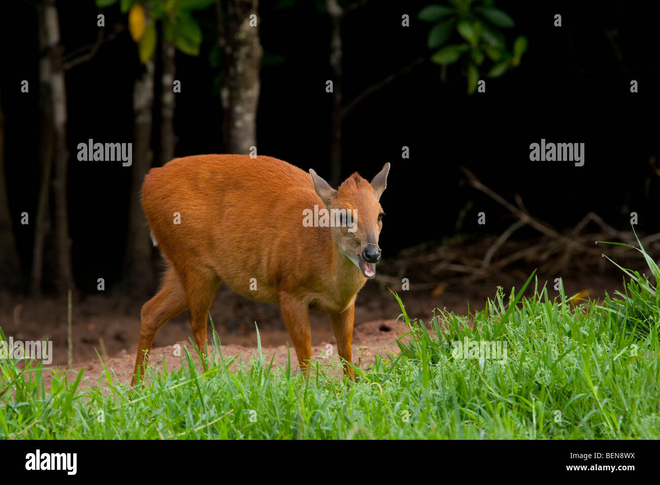 Red Forest Duiker (Cephalophus Natalensis). Also named Natal Duiker. Along the edge of a mangrove swamp. Stock Photo