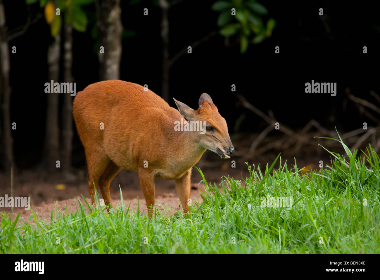 Red Forest Duiker (Cephalophus Natalensis). Also named Natal Duiker. Along the edge of a mangrove swamp. Stock Photo