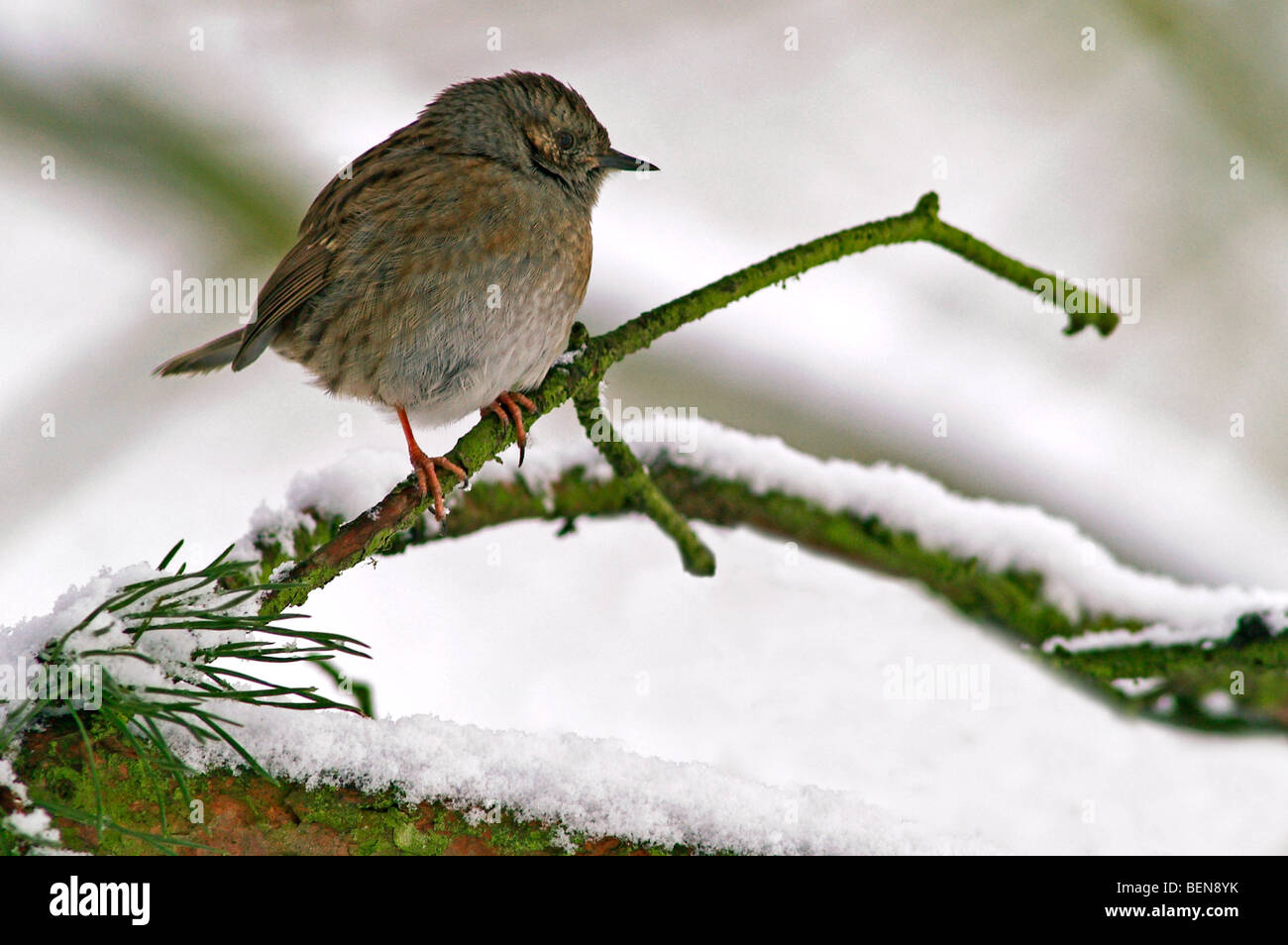 Dunnock (Prunella modularis) perched on branch in the snow in winter, Belgium Stock Photo