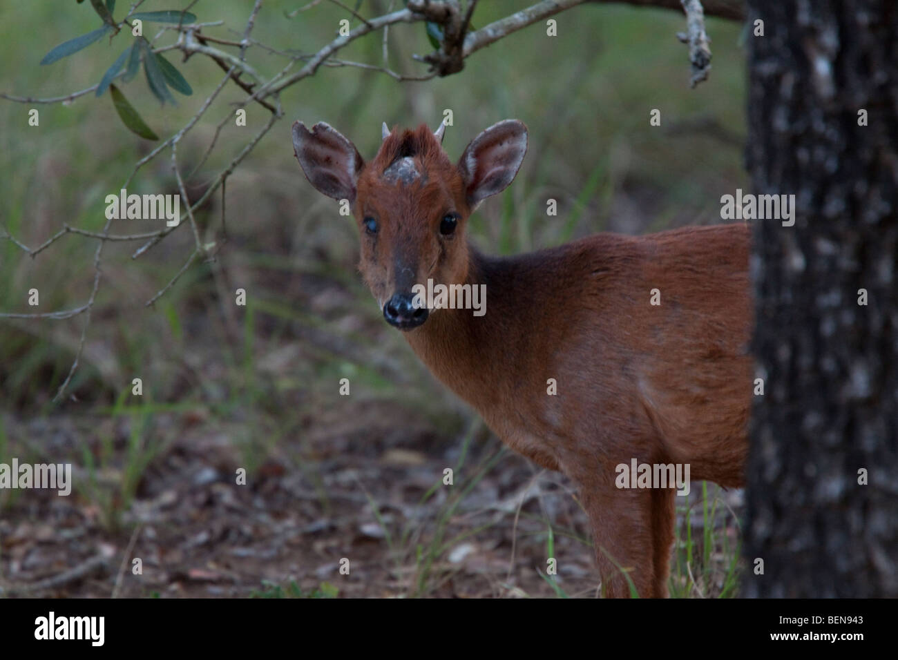 Red Forest Duiker (Cephalophus Natalensis). Wounded. Also named Natal Duiker. Stock Photo