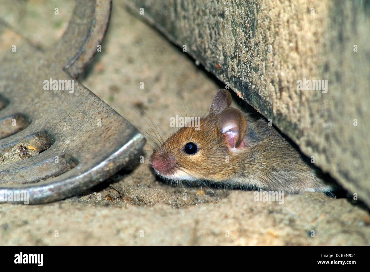 House mouse (Mus musculus / Mus domesticus) entering garden shed under door Stock Photo
