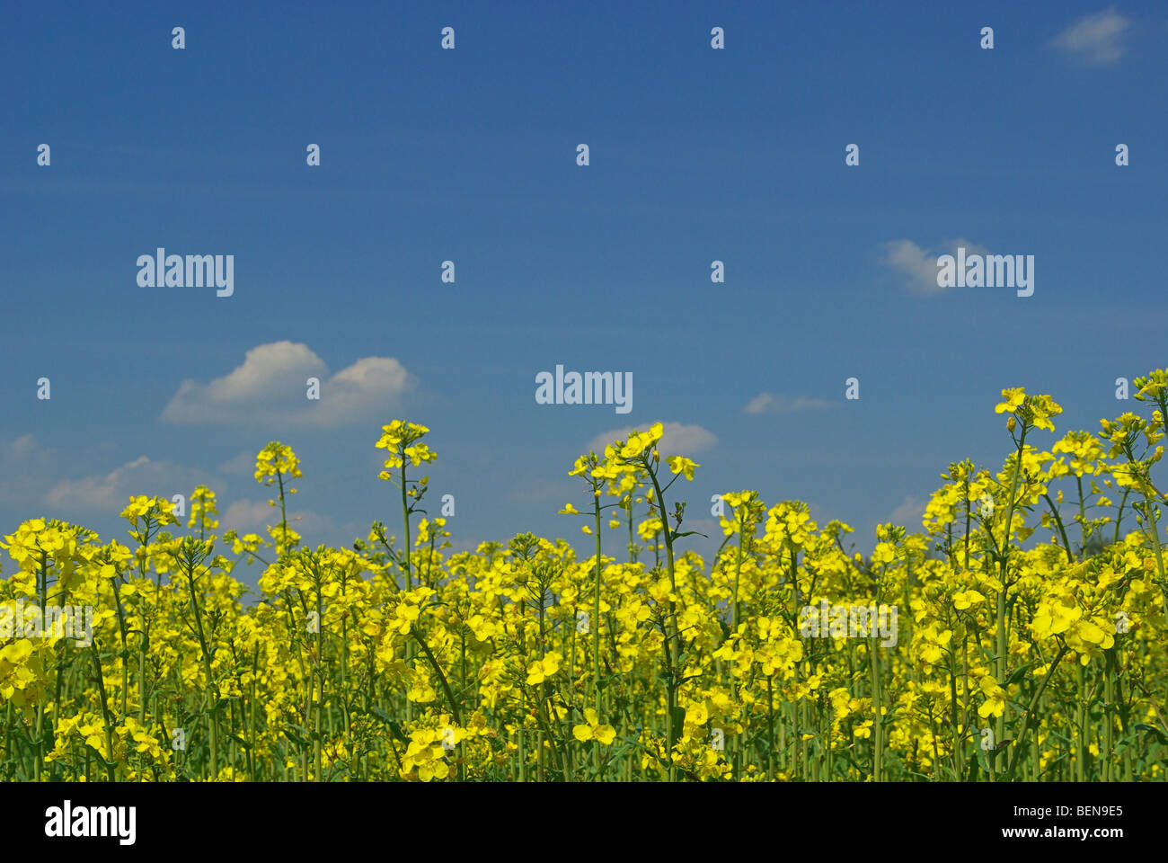 Raps - Rapeseed 13 Stock Photo - Alamy