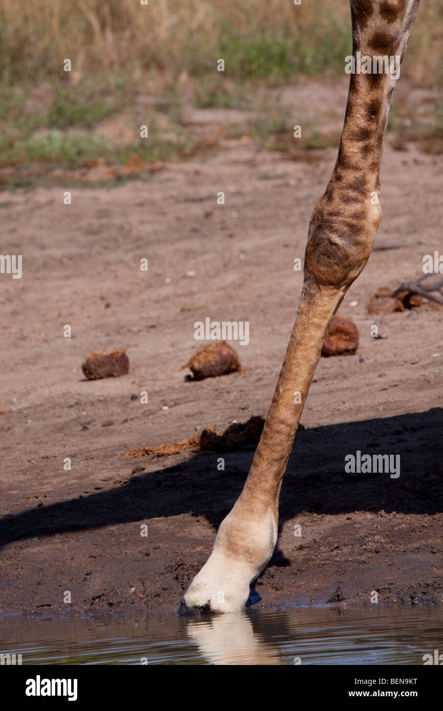 Giraffe leg detail (Giraffa Camelopardalis). June 2009, winter. Balule ...