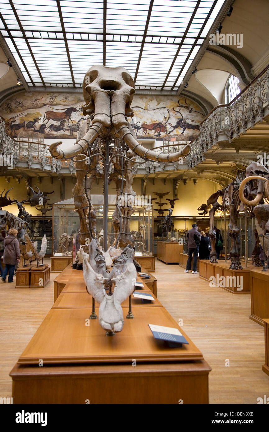 Gallery of Palaeontology and Comparative Anatomy at the Natural History Museum in Paris, France Stock Photo