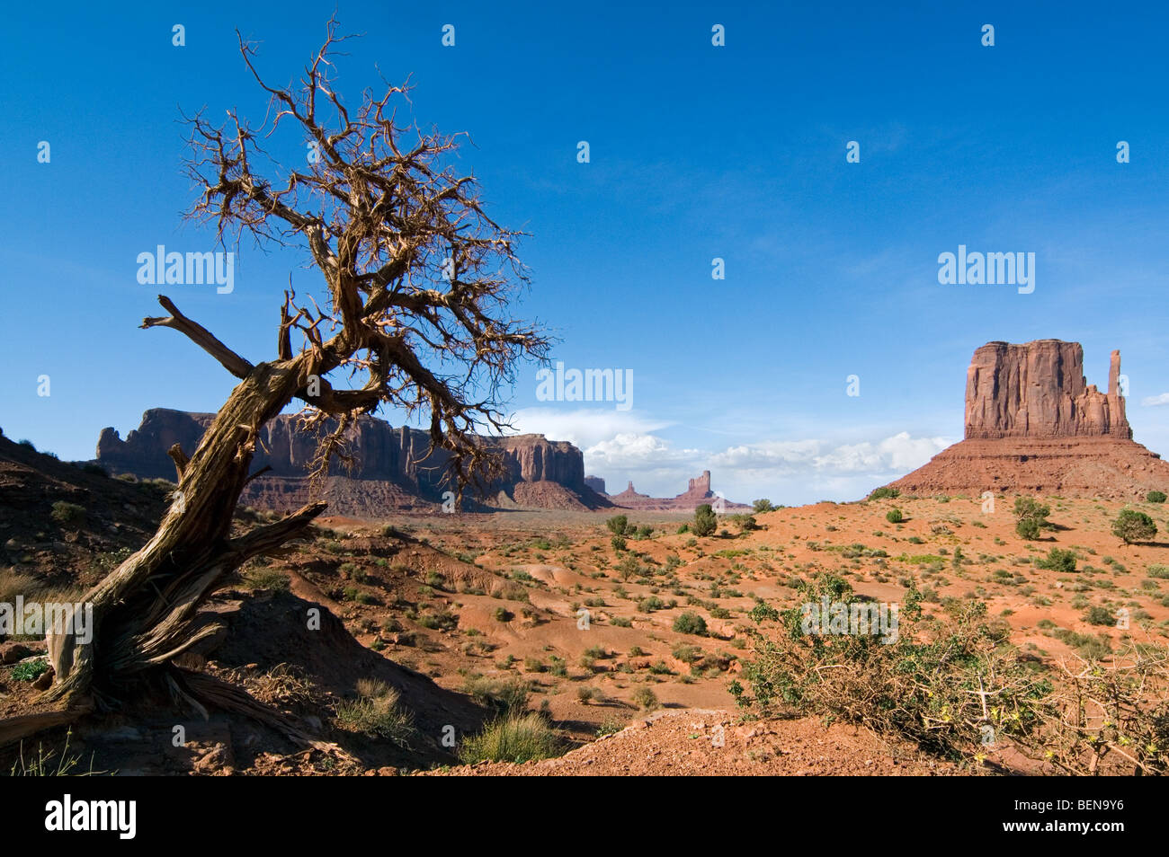 Arizona cypress (Cupressus arizonica) and the Mittens, sandstone buttes at the Monument Valley Navajo Tribal Park, Arizona, US Stock Photo