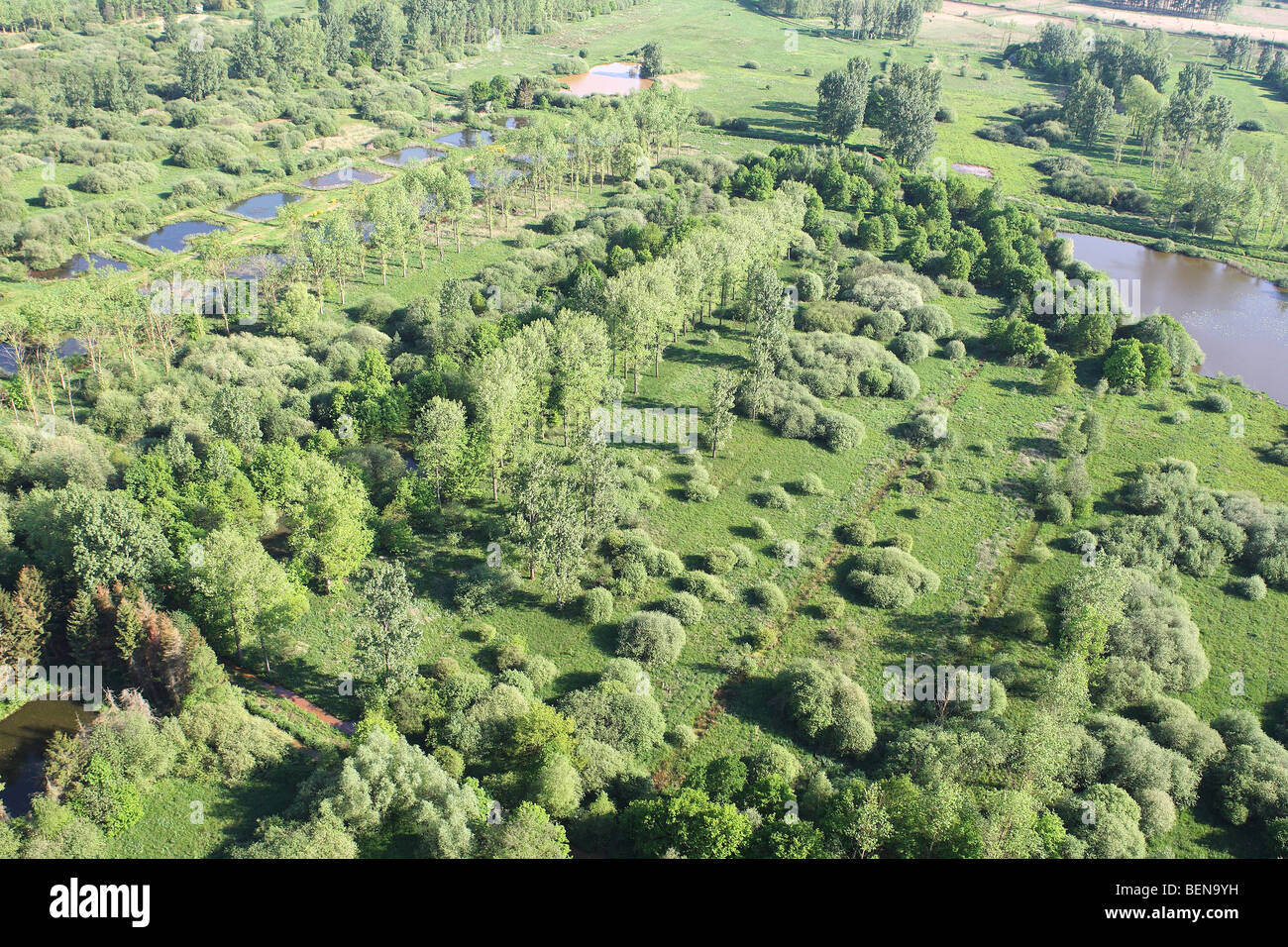Forested area, wetlands and reedland from the air, Demerbroeken nature reserve, Belgium Stock Photo