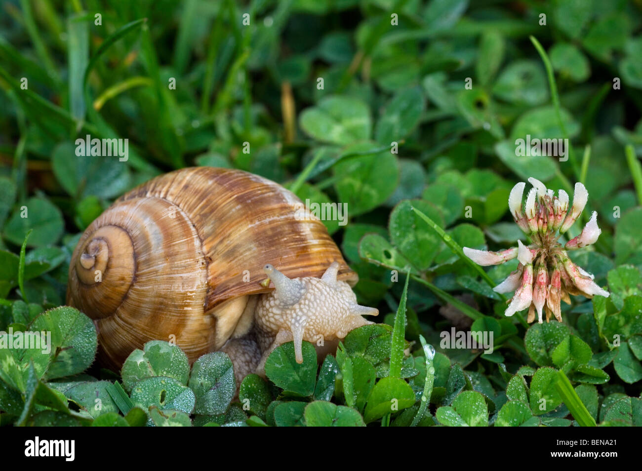 Edible snails uk hires stock photography and images Alamy