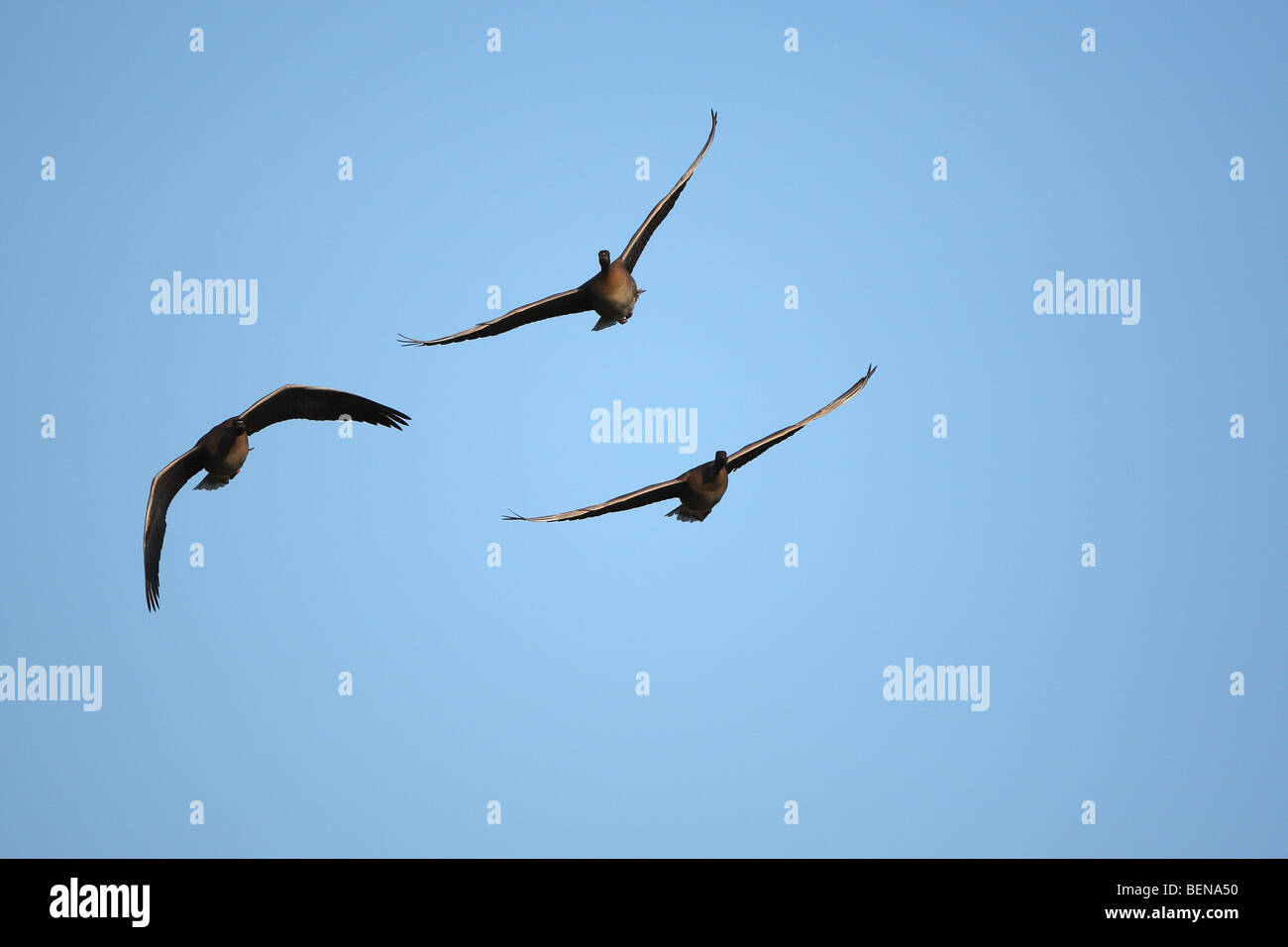 Bean Goose (Anser serrirostris) in flight Stock Photo Alamy