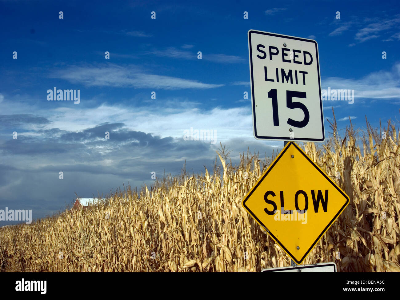 Corn rows growing on rural farm behind speed limit sign Stock Photo