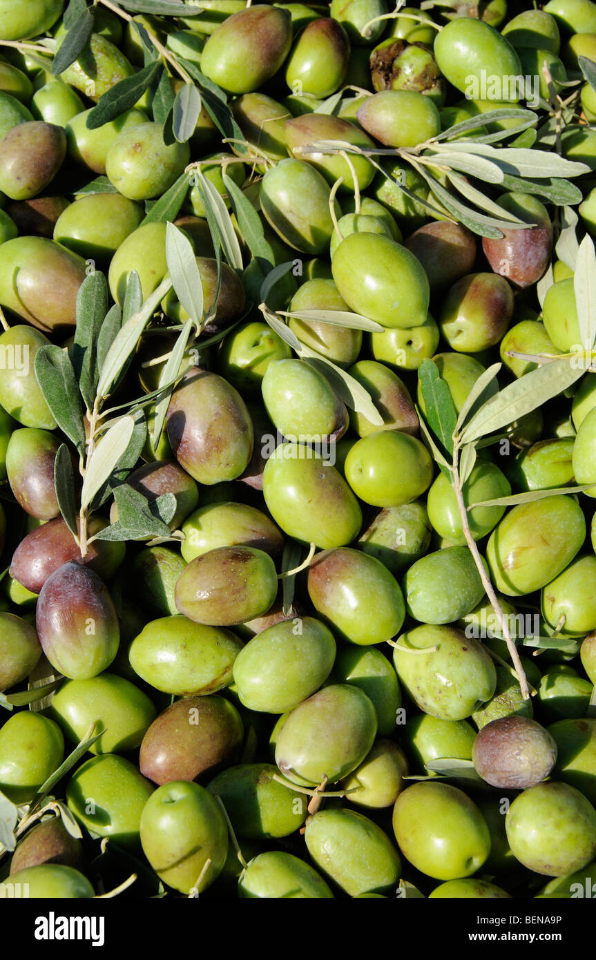Haldiki Olives
