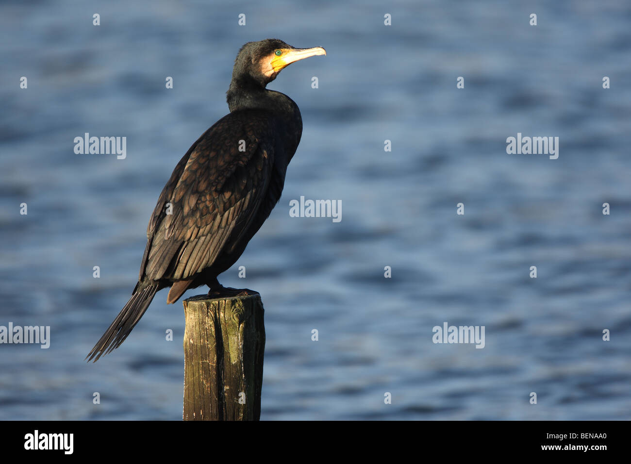 Common Cormorant High Resolution Stock Photography and Images - Alamy