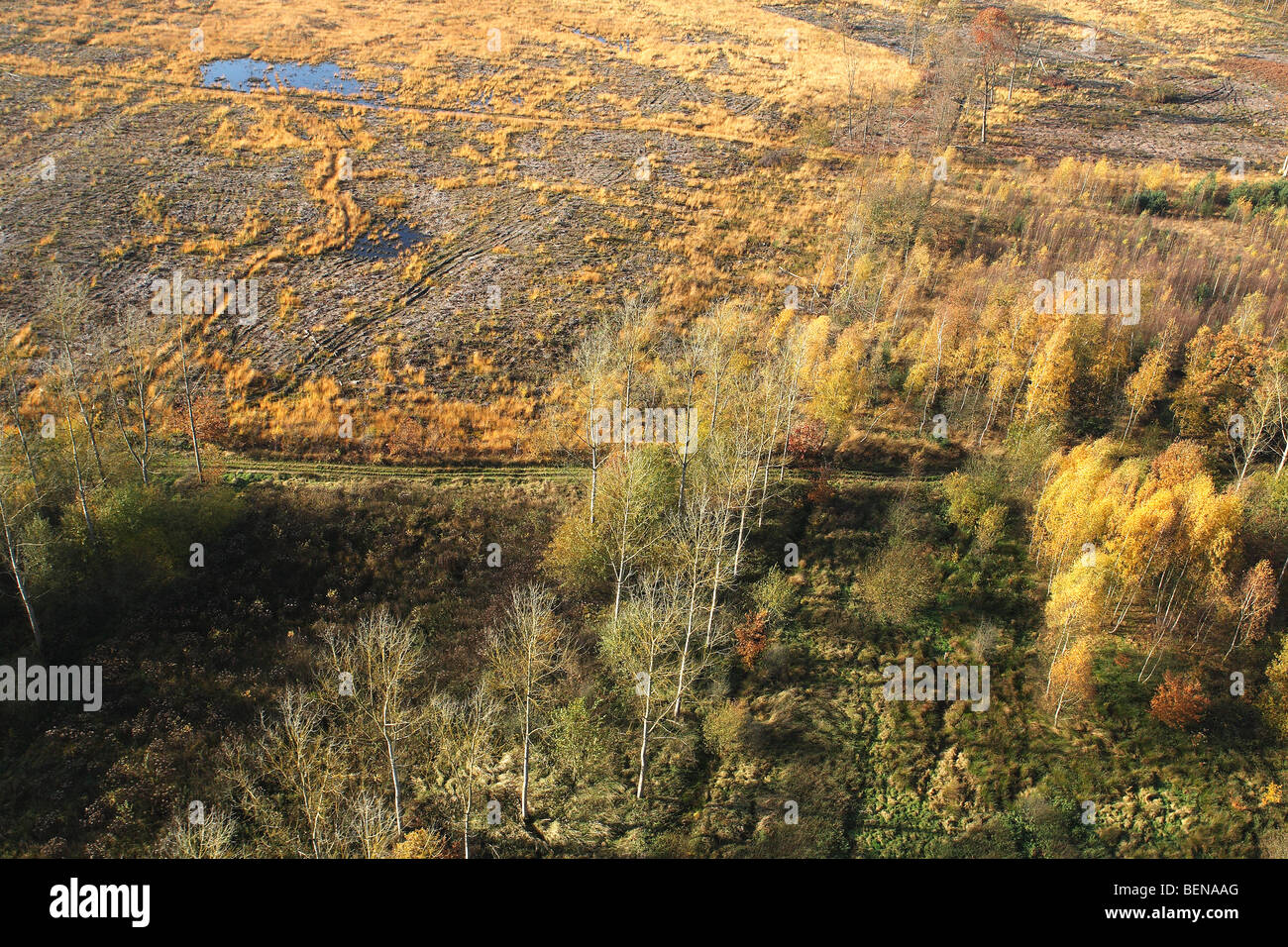 Deforestation of pine forest, forest transformation and development of heather with pool and Birch (Betula sp.) in autumn from t Stock Photo