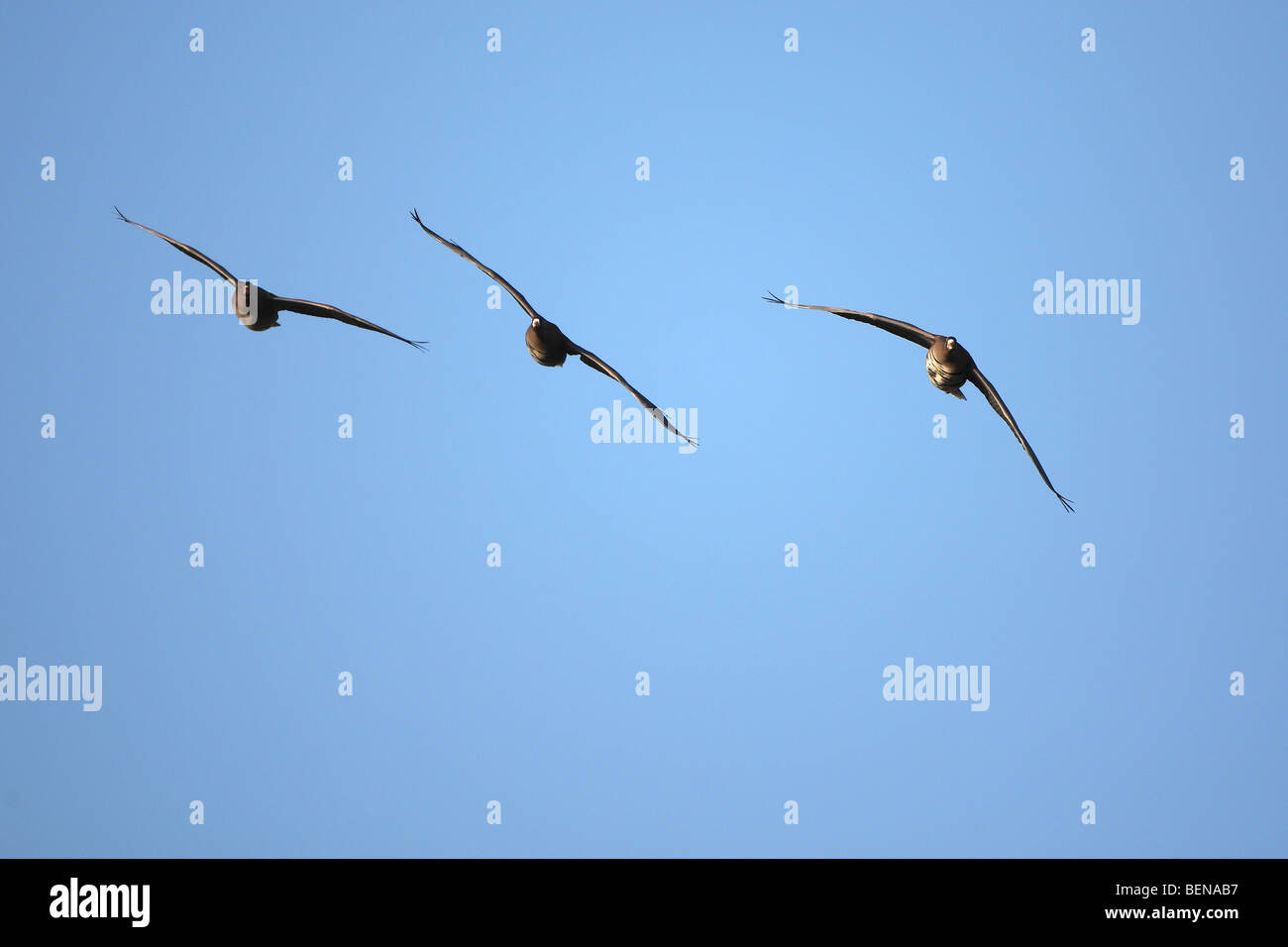 Bean Goose (Anser serrirostris) in flight Stock Photo Alamy