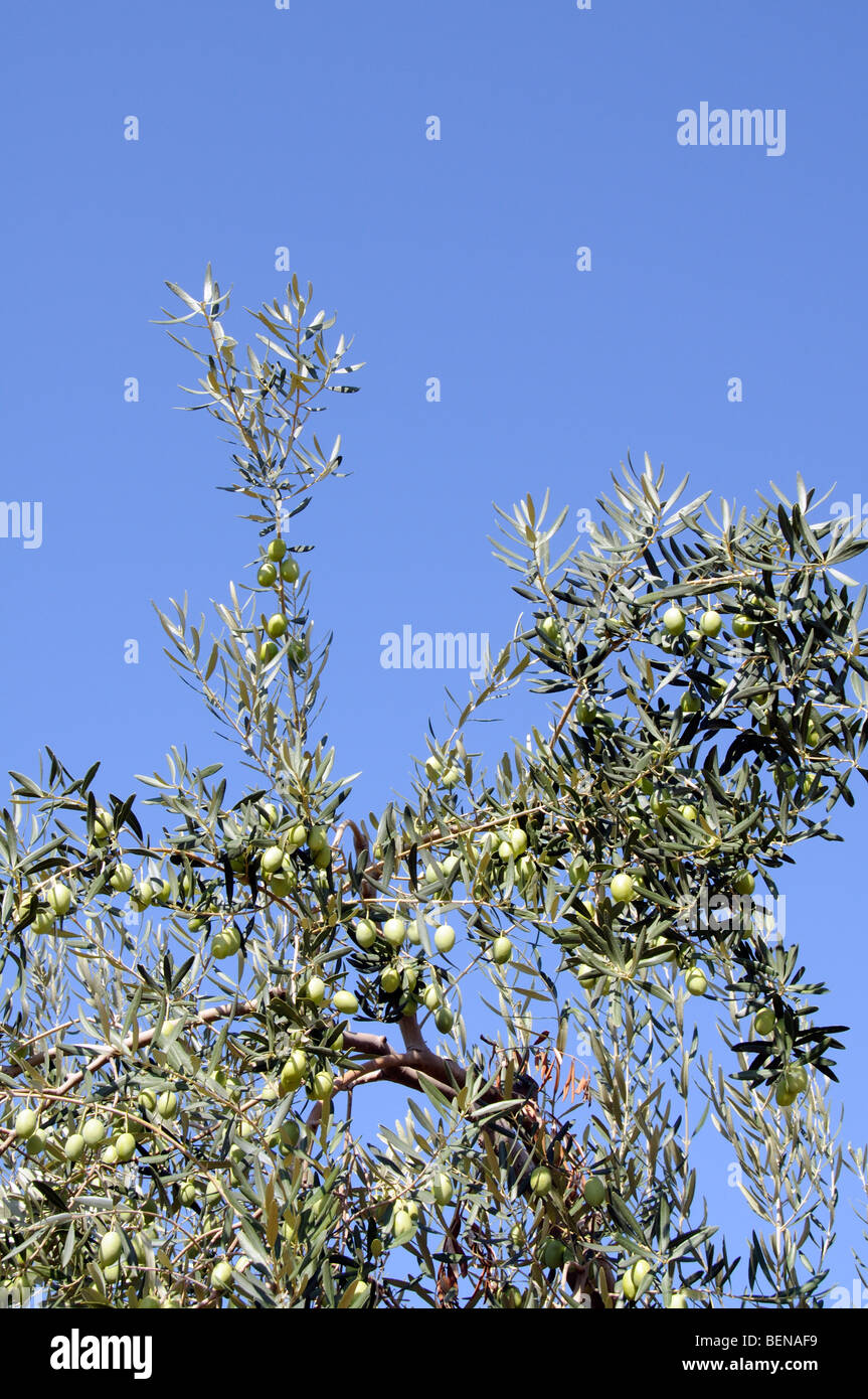 Olives growing on a tree in the Halkidiki region of northern Greece
