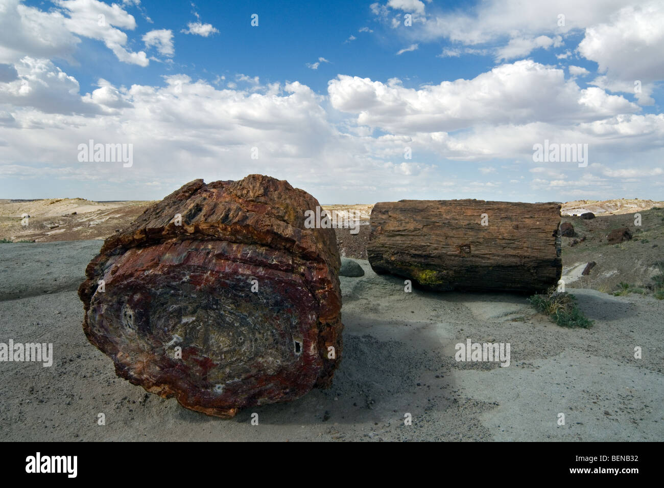 Cross-section of petrified wood showing colourful crystal patterns ...