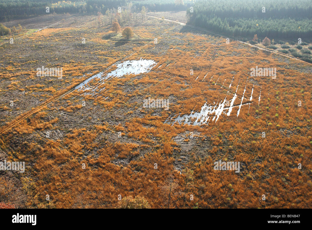 Deforestation of pine forest, forest transformation and development of heather with pool and Birch (Betula sp.) in autumn Stock Photo