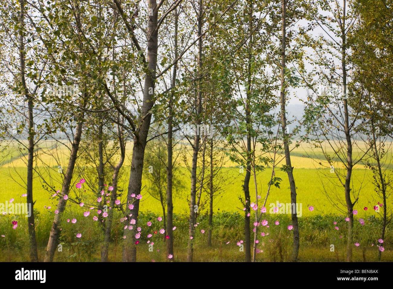 Rice field, North Korea Stock Photo Alamy