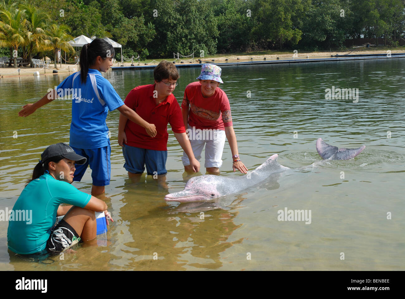 trainers & tourists posing for photo with Indo-Pacific Humpback Dolphin (Pink Dolphin) Dolphin Lagoon, Sentosa Island, Singapore Stock Photo