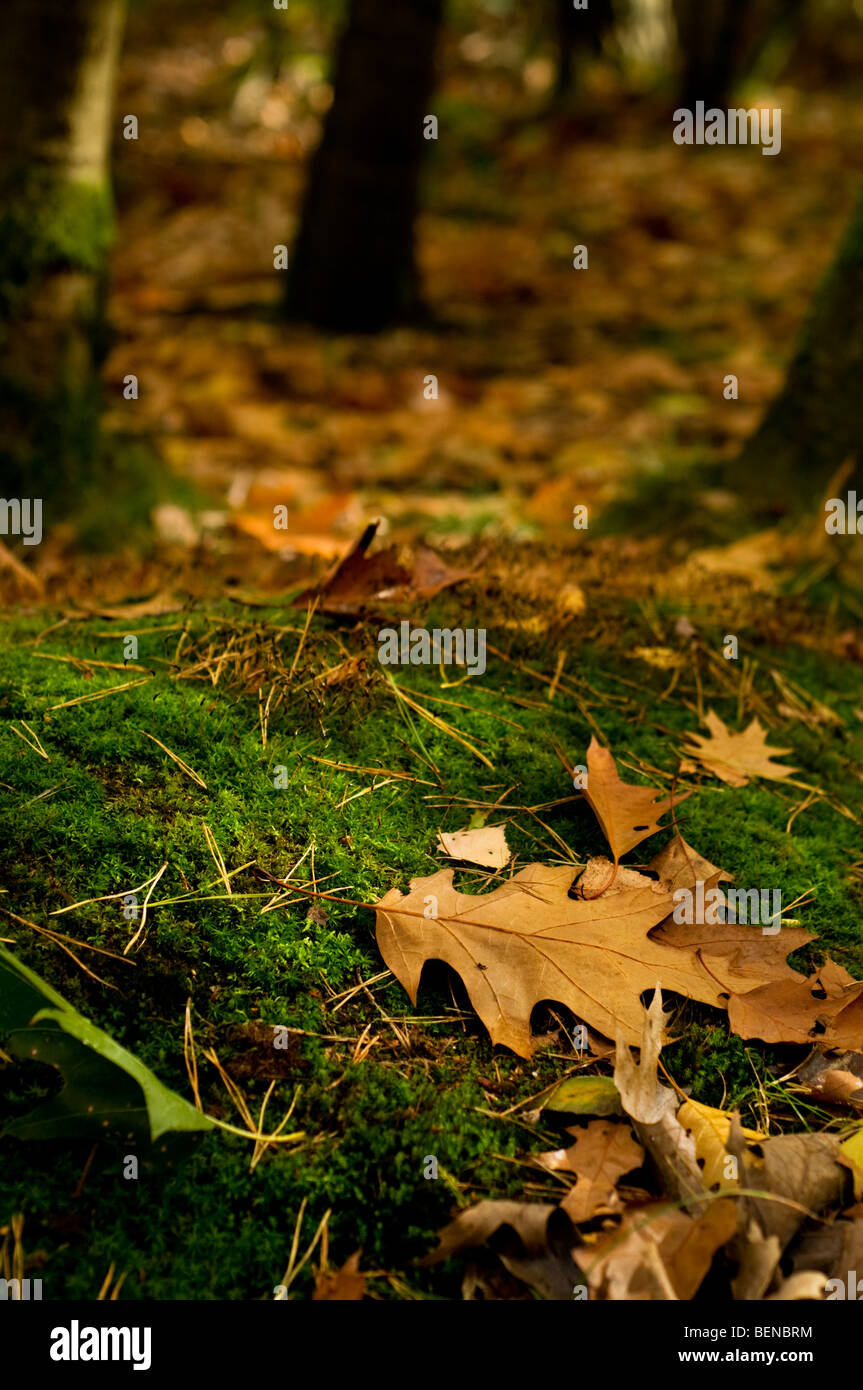Fallen autumn leaves lying on moss in a thick woodland Stock Photo - Alamy