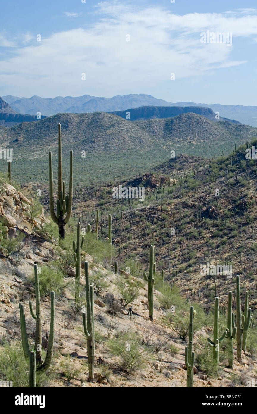 Saguaro cacti (Carnegiea gigantea) in the Tucson Mountains of the Sonoran desert, Saguaro National Park, Arizona, USA, America Stock Photo