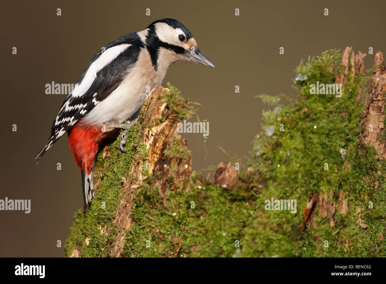 Greater spotted woodpecker (Dendrocopos Major) hammering on tree trunk, Belgium Stock Photo