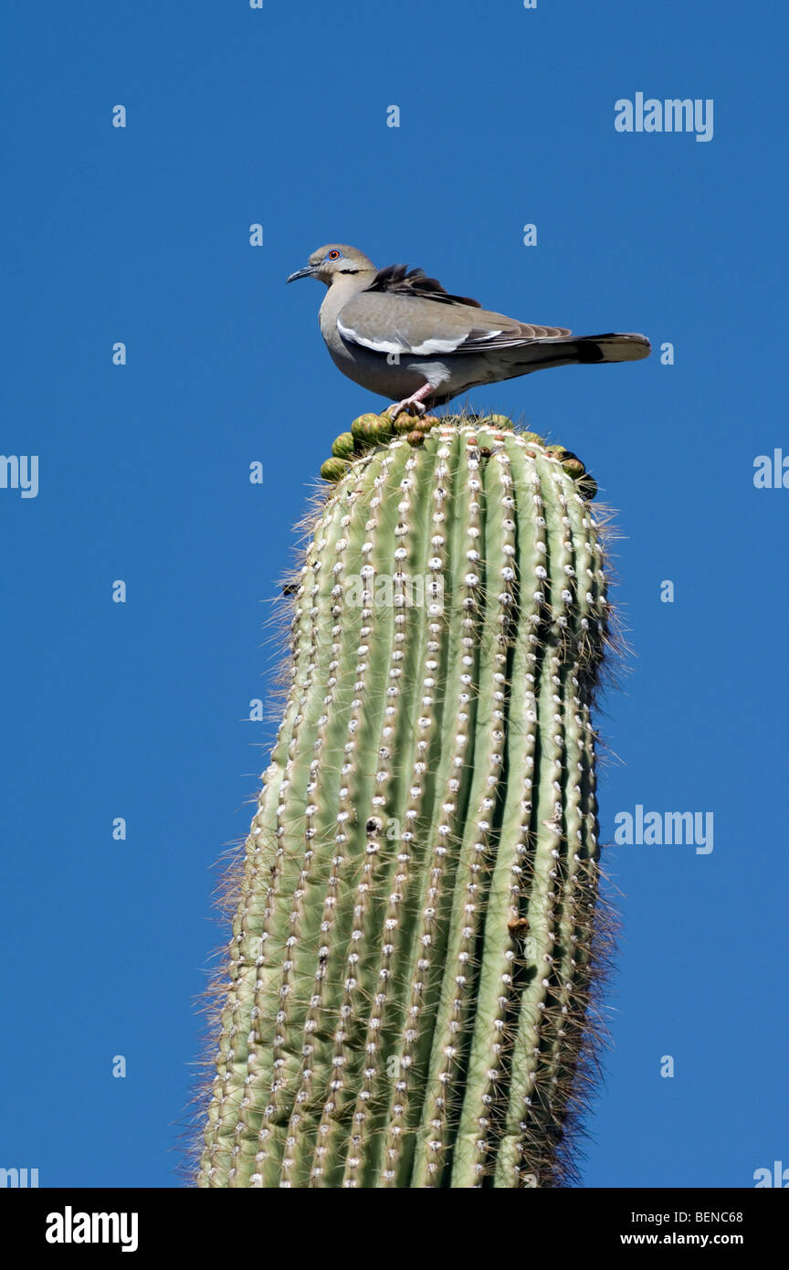 White winged dove (Zenaida asiatica) perched on Saguaro cactus in the Sonoran desert, Arizona, US, North America Stock Photo