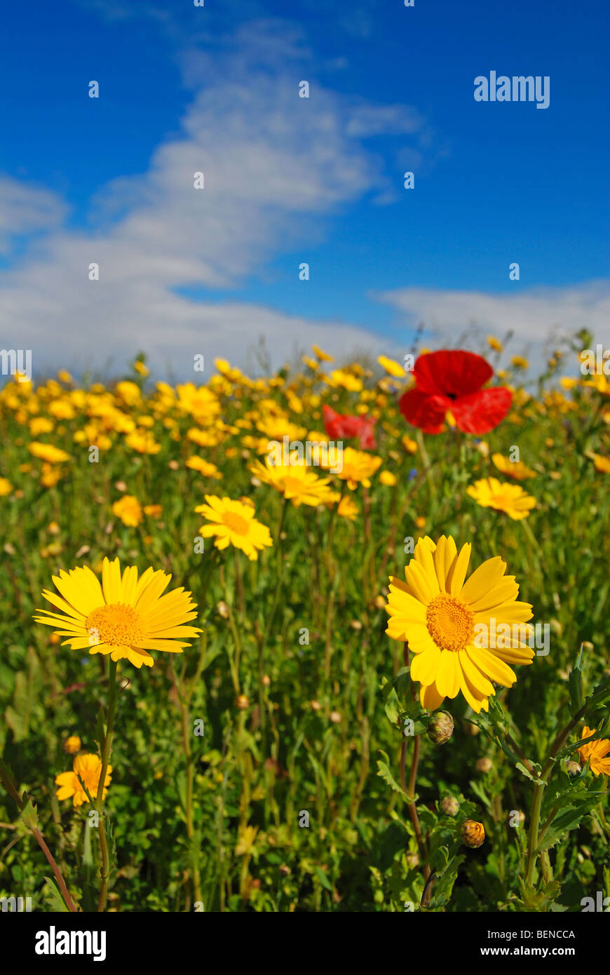 wild flowers in cornwall, uk Stock Photo Alamy
