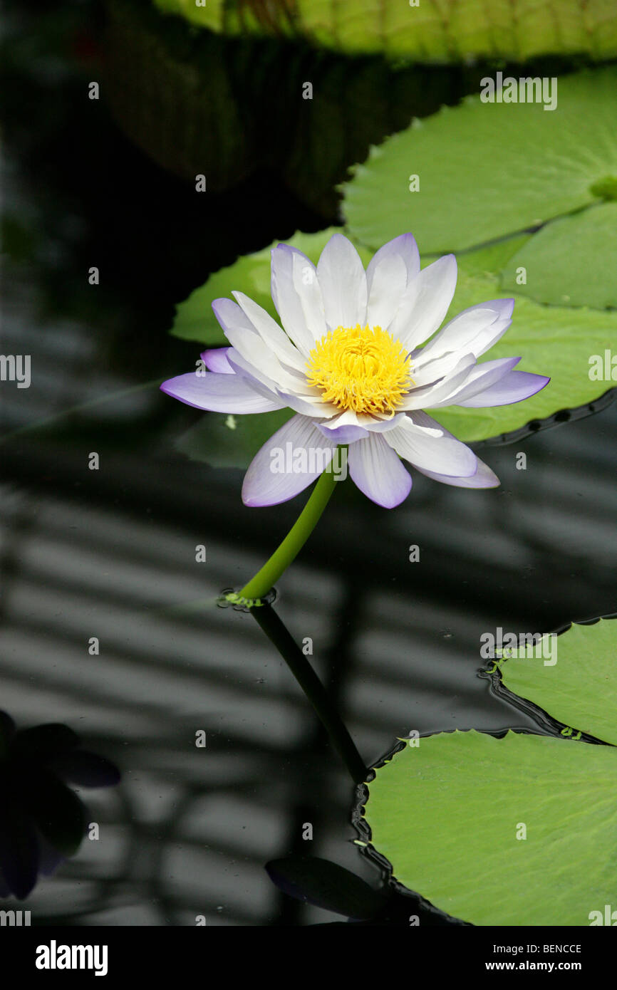 Australian Water Lily, Nymphaea gigantea, Nymphaeaceae, Australia Stock Photo