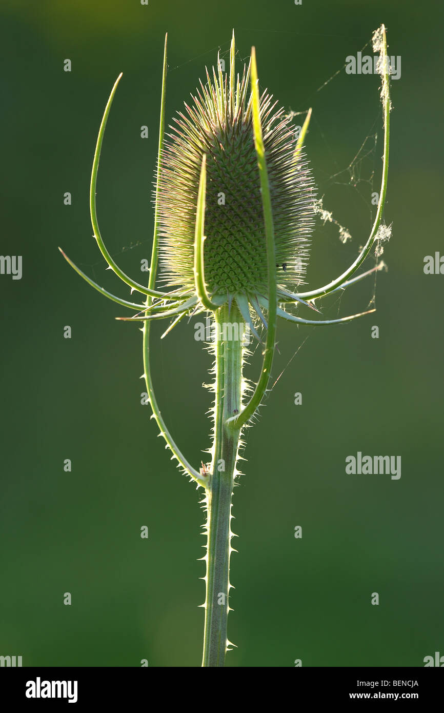 Wild teasel (Dipsacus fullonum), Belgium Stock Photo