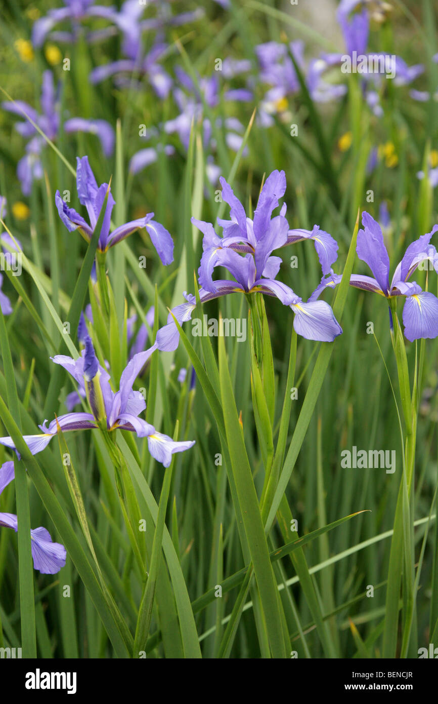 Blue Iris, Iris spuria subsp. notha, Iridaceae, Northern Caucasus. Stock Photo