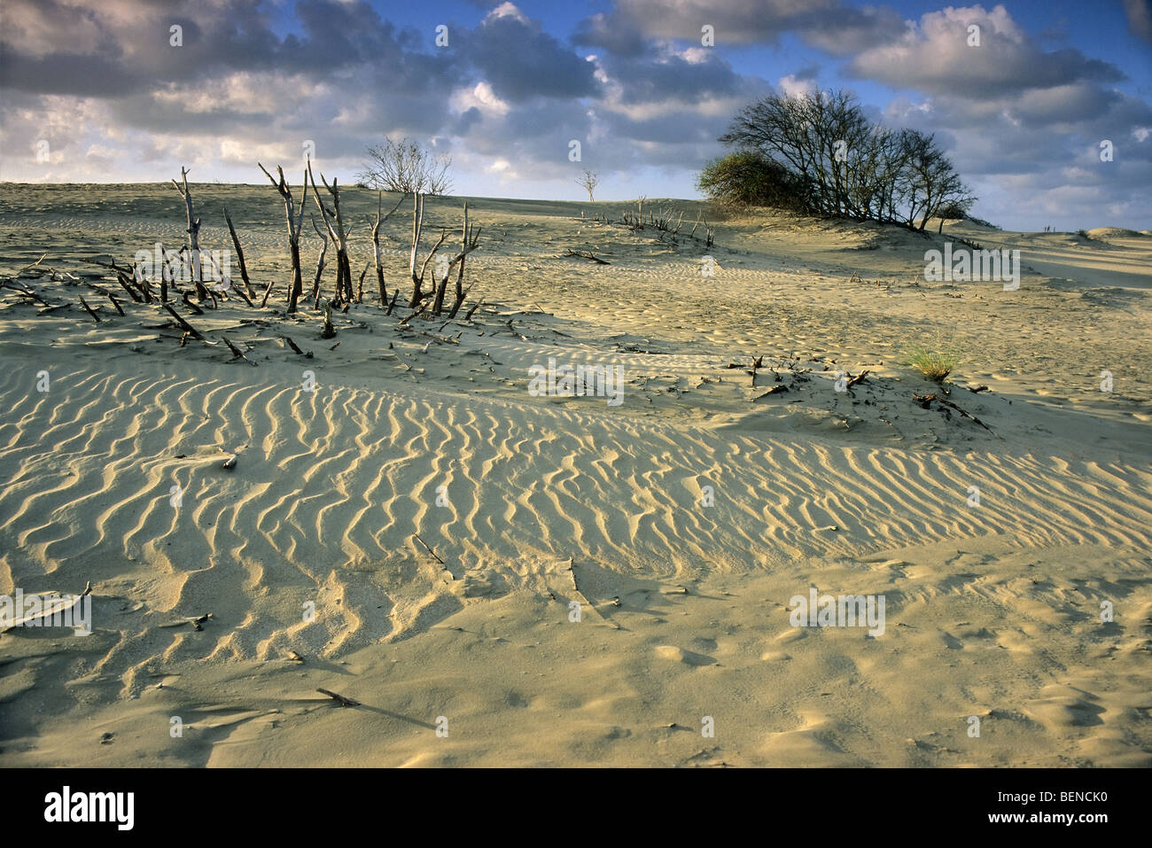 https://c8.alamy.com/comp/BENCK0/sand-ripples-in-the-dunes-de-westhoek-de-panne-belgium-BENCK0.jpg