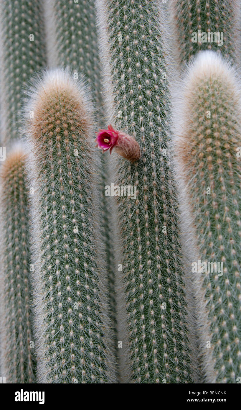 Silver Torch or Wooly Torch Cactus, Cleistocactus strausii, Cactaceae, Bolivia, South America Stock Photo