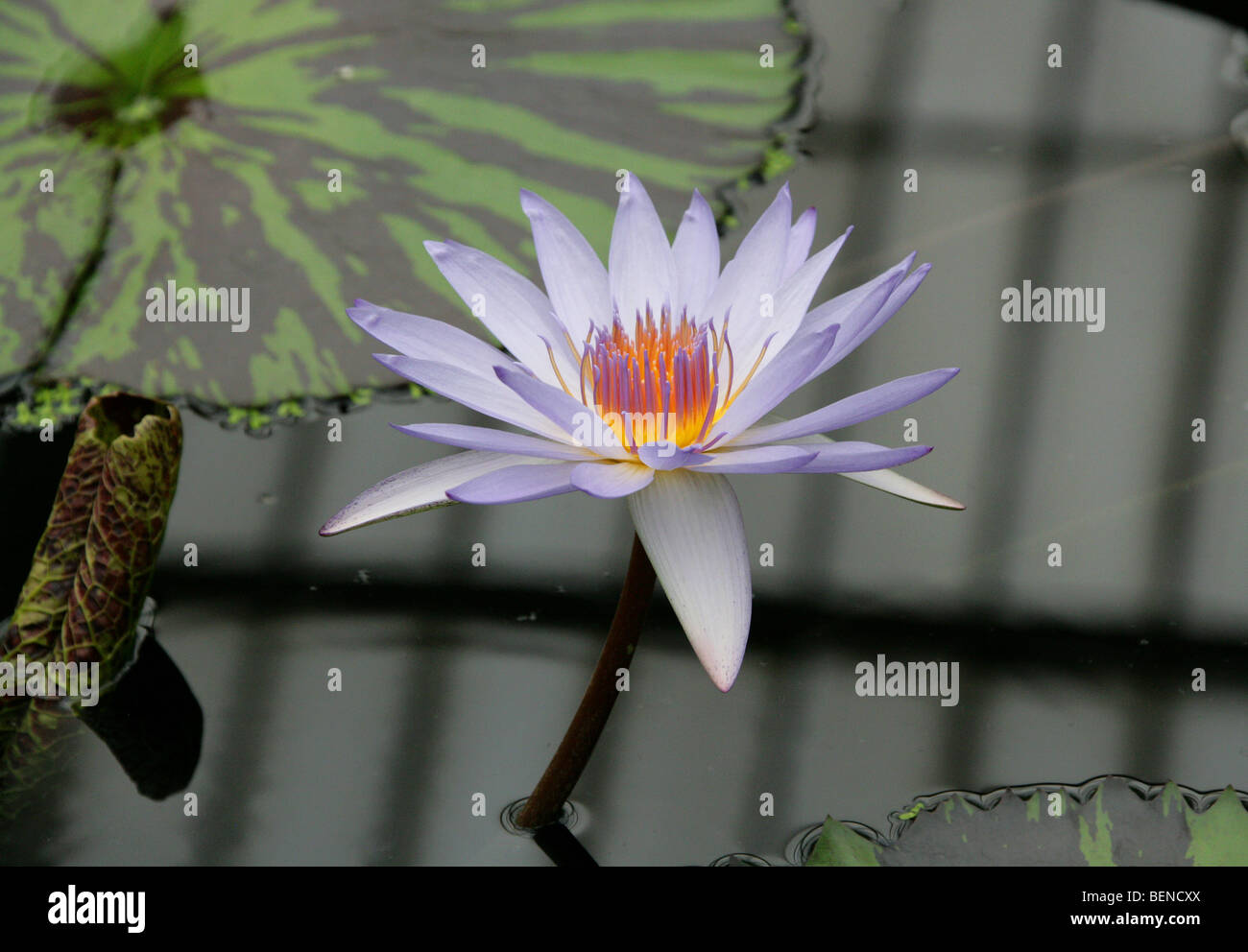 Water Lily, Nymphaea 'Carlos Magdalena', Nymphaeaceae Stock Photo