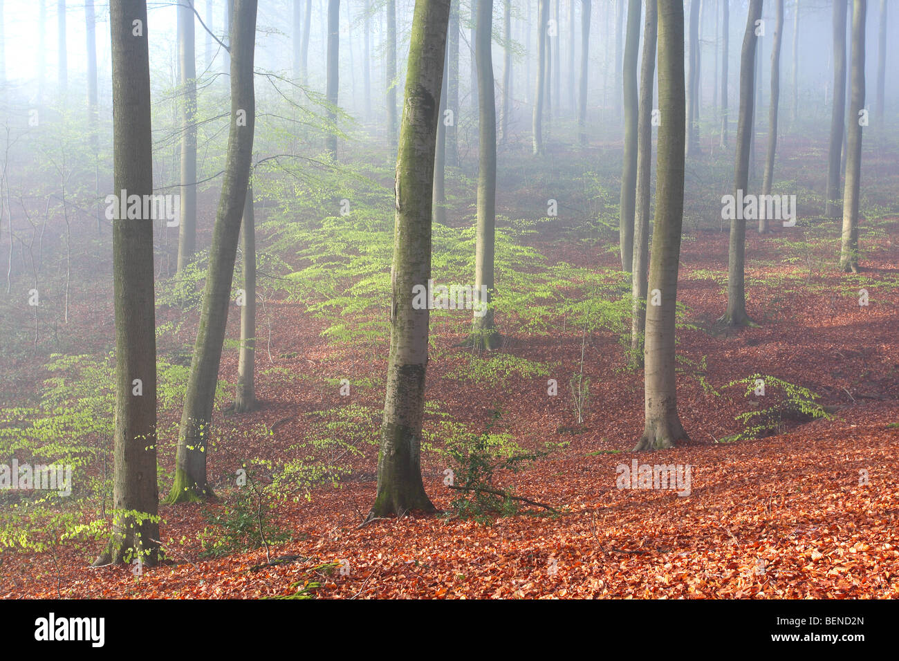 Beech forest (Fagus sylvatica) in spring, Flemish Ardennes, Belgium Stock Photo