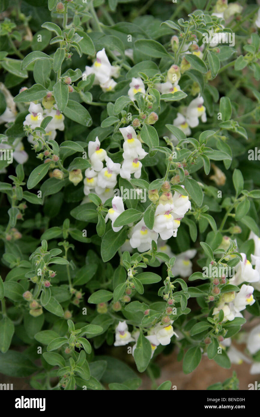 Dwarf Snapdragon, Antirrhinum molle, Scrophulariaceae, Portugal, Europe Stock Photo