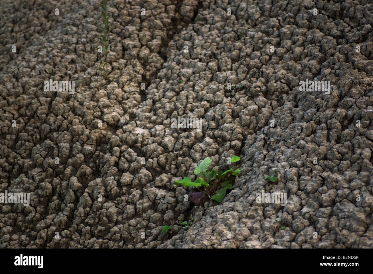 dry cracked earth with small  plant Stock Photo