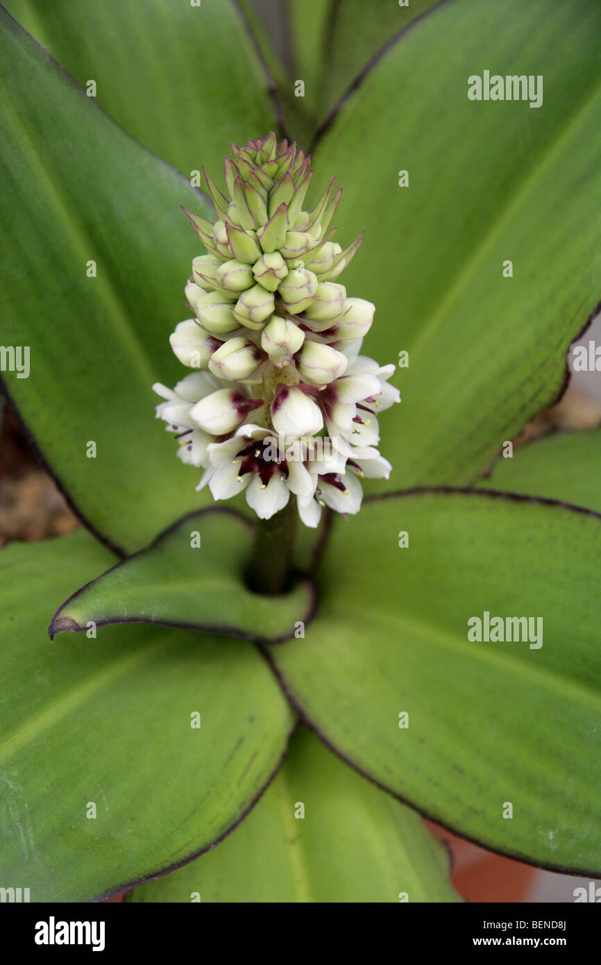 Pineapple Lily, Eucomis humilis, Hyacinthaceae, South Africa Stock Photo